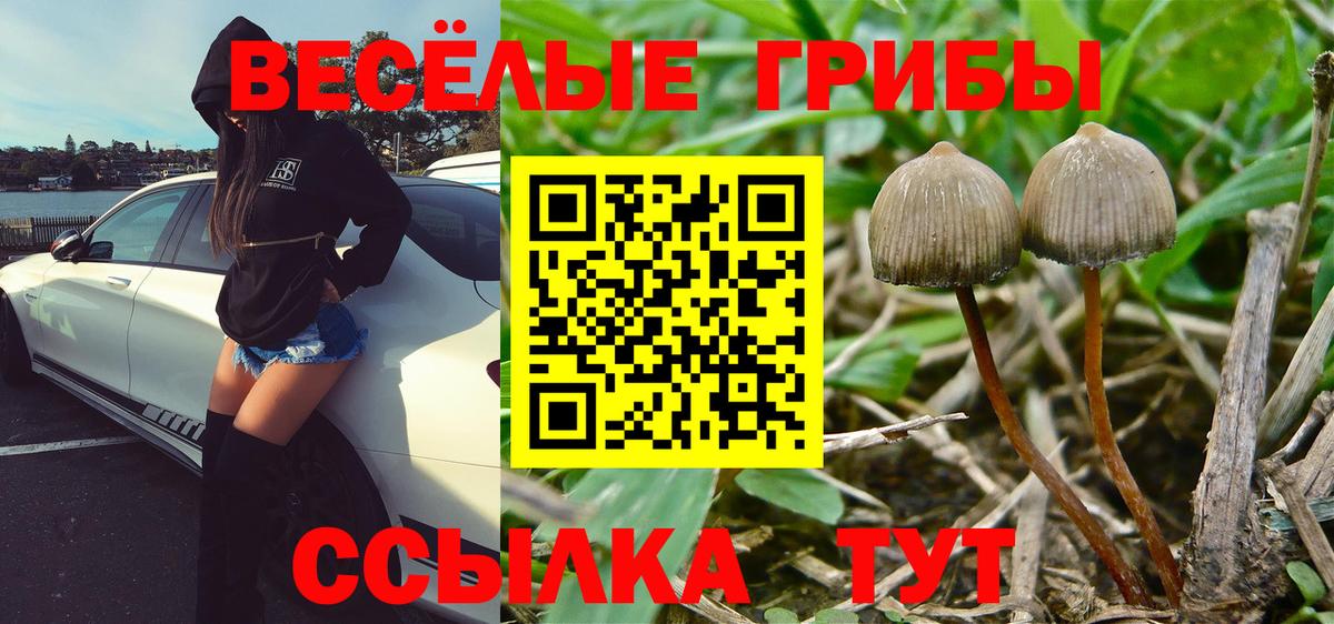 Псилоцибиновые грибы Psilocybe  Вход с VPN  Белогорск 